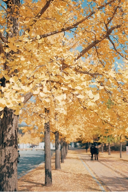 은행잎,은행나무길,가을,풍경,낙엽,가을,계절,fall,autumn,season,식물,자연,plants,nature,나무,trees,wood,감성,sensible,feeling,tree,plant,tree trunk,나무 줄기