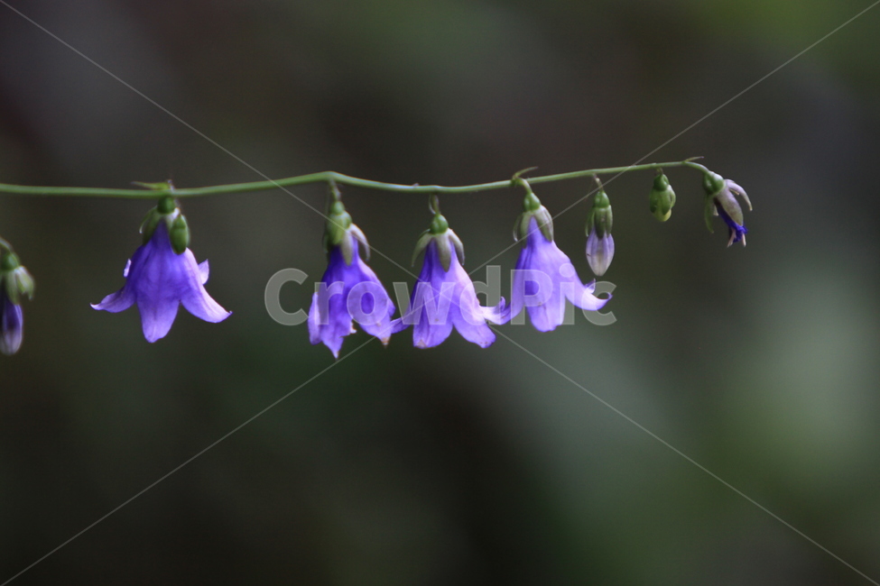 꽃,야생화,자연,가을야생화,지리산야생화,식물,자연,plants,nature,꽃,flower