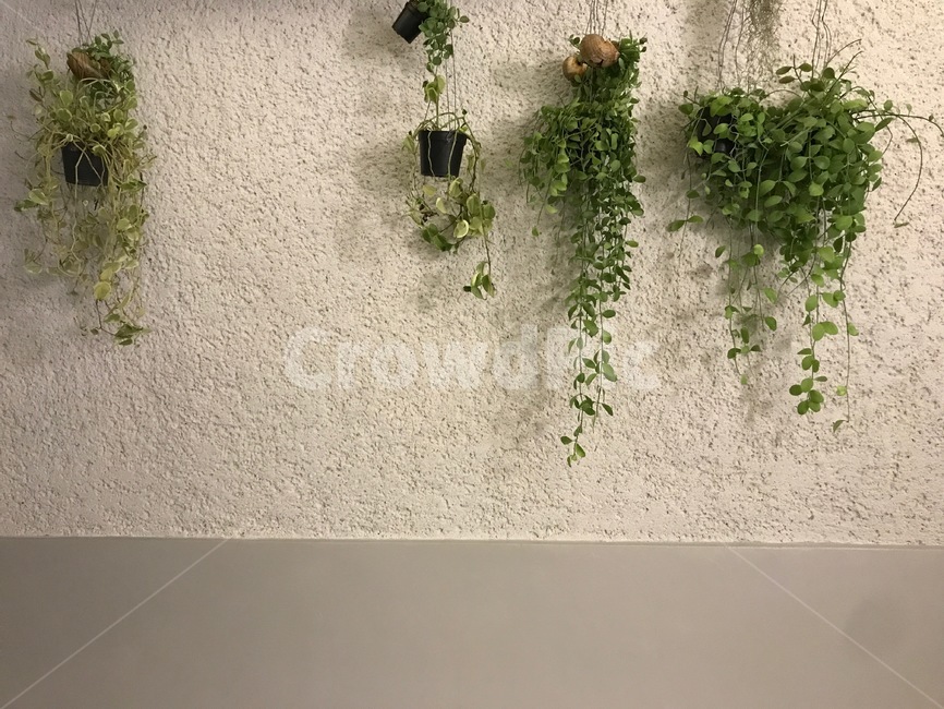 plant,식물,벽,질감,분위기,정갈한,식물,자연,plants,nature,인테리어,실내디자인,interior design