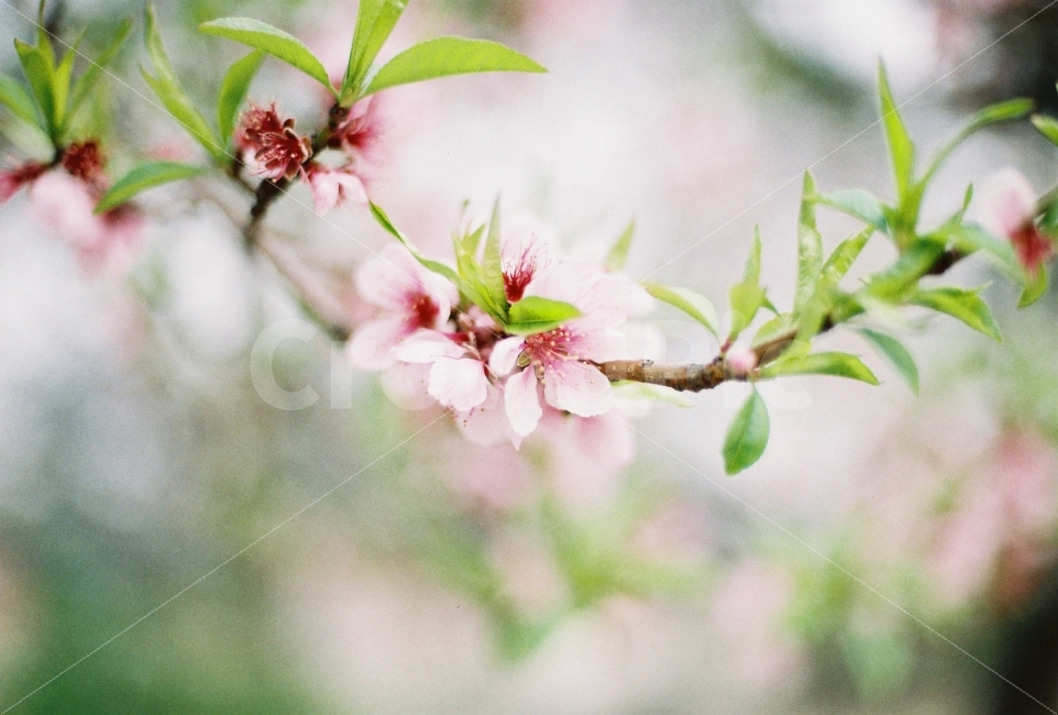 식물,꽃,벚꽃,접사,봄,아날로그,필름,필름카메라,Nikon,Fm2,감성사진,봄,계절,spring,season,식물,자연,plants,nature,꽃,flower,감성,sensible,feeling,plant
