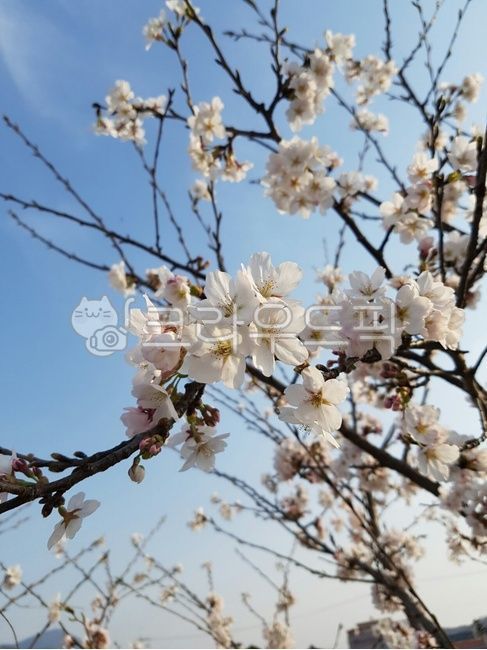 spring flowers,spring,Cherry Blossom,Spring news,flower viewing,flower