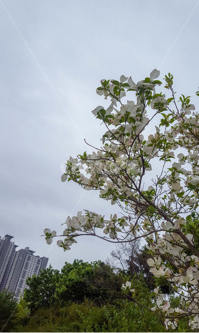 식물,나무,꽃,하늘,구름,강변,화단,식물,자연,plants,nature,꽃,flower