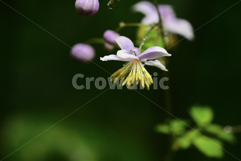 꽃,여름,야생화,식물,자연,nature,flower,summer,plants,식물,자연,plants,nature