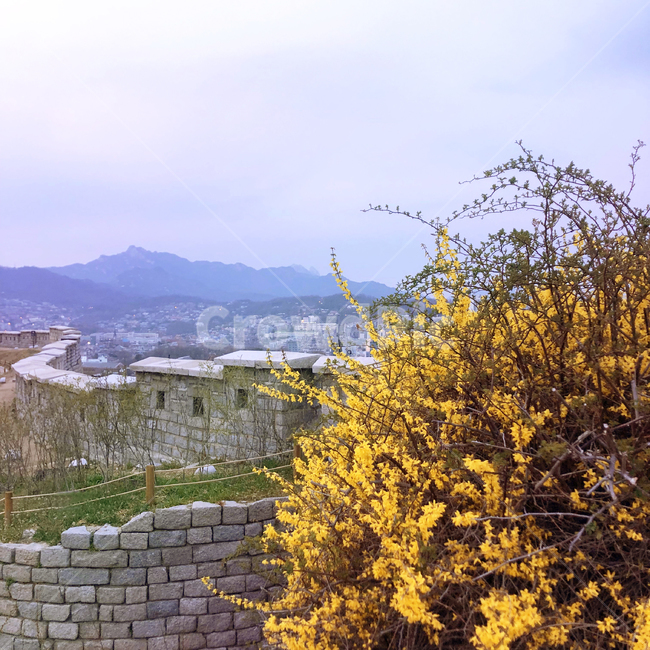 개나리,낙산공원,하늘,담벼락,꽃,봄,계절,spring,season,walkway,보도,path,통로