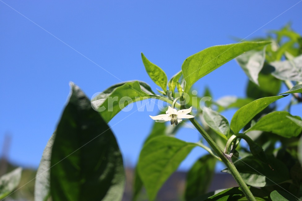고추꽃,꽃,식물,흰색,초록,하늘,자연,chiliflower,toukarashinohana,flower,hana,plants,shokubutsu,white,shiro,green,midori,sky,sora,nature,파랑,blue,ao,여름,summer,natsu,식물,자연,plants,nature
