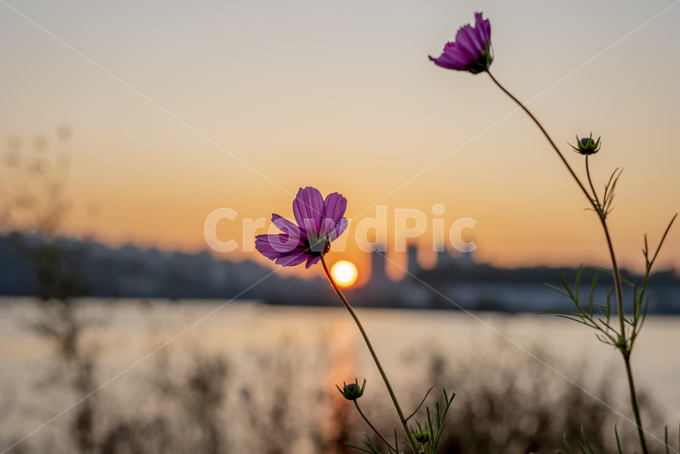 코스모스,한강,가을,일몰,해질녘,노을,빌딩,plant,식물,풍경,식물,자연,plants,nature,꽃,flower