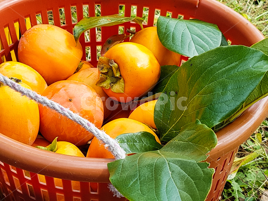 감,곶감,자연,과일,단감,가을,계절,fall,autumn,season,음식,식재료,요리,food,cook,meal,dishes,food reserves,과일,열매,fruit,plant,식물