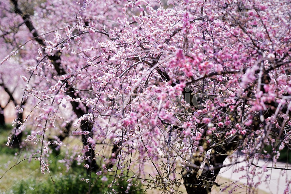 봄,꽃,매화꽃,자연,식물,나무,핑크,따뜻함,계절,nature,spring,season,tree,pink,flower,봄,계절,spring,season,꽃,flower,plant,blossom