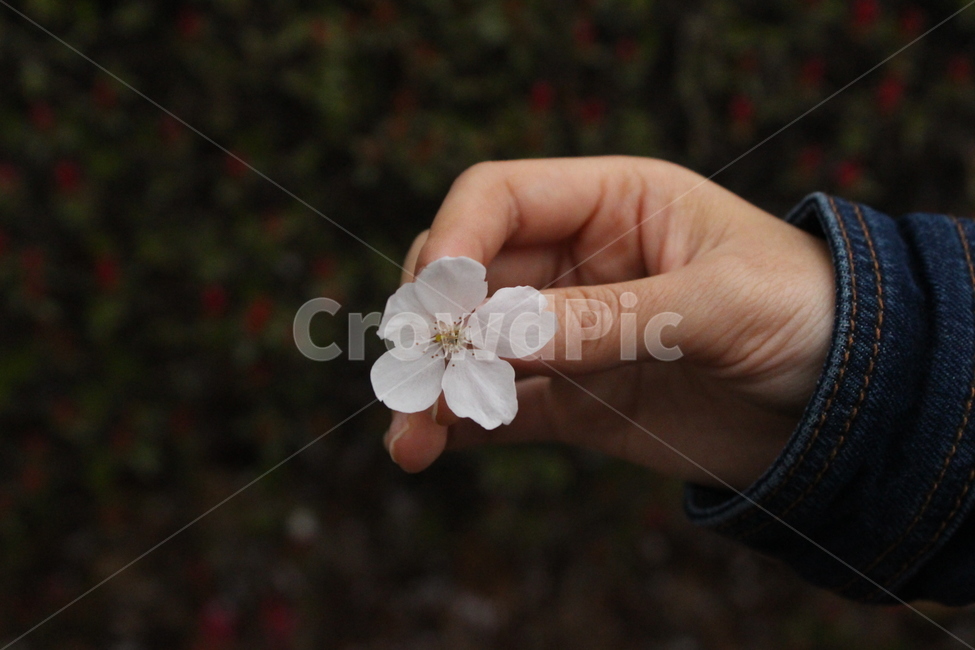 벚꽃,손,봄,꽃,자연,식물,flower,spring