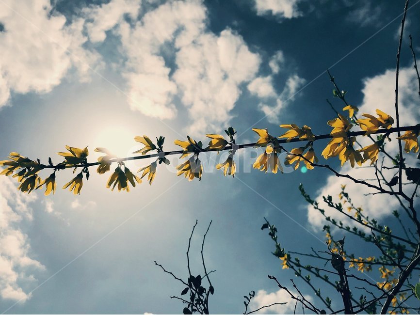 봄,개나리,하늘,따뜻함,휴식,힐링,봄,계절,spring,season,식물,자연,plants,nature,꽃,flower,light,빛,flare,플레어