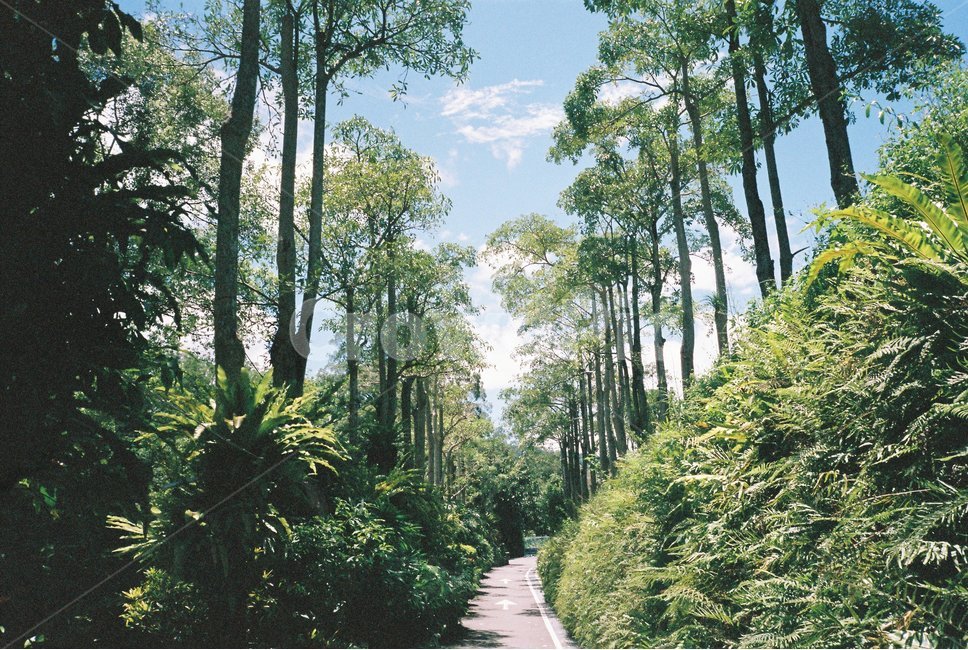 숲,나무,자연,여름,길,summer,tree,forest,green,필름,필름사진,가로수,감성사진,녹색,자연풍경