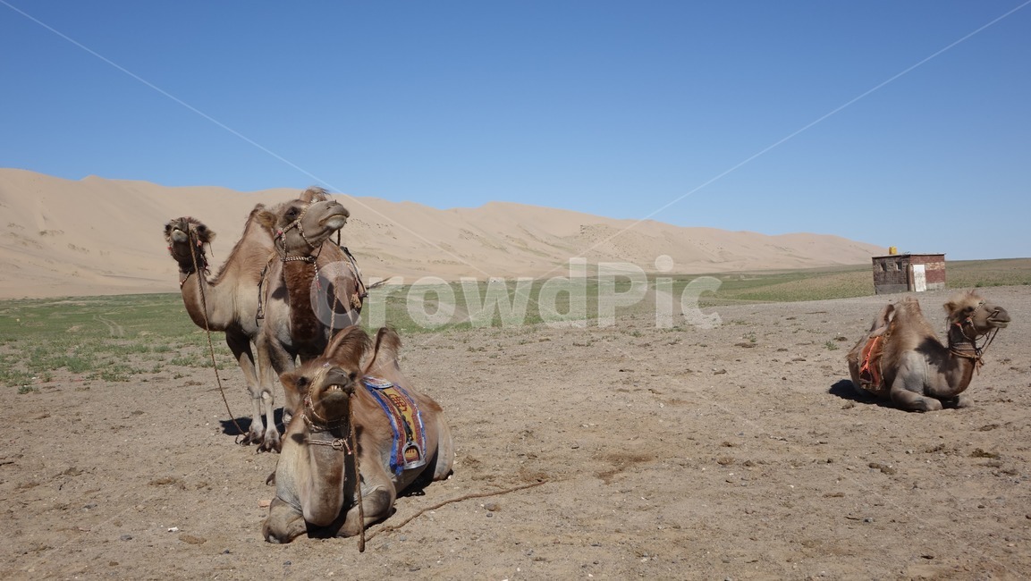 자연,모래,모래언덕,낙타,camel,sand,dune,nature,하늘,blue