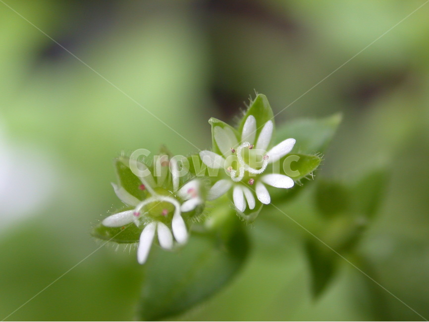 야생화,풀꽃,꽃,봄꽃,들꽃,식물,자연,plants,nature,꽃,flower