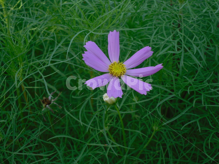 꽃,식물,여름,자연,plants,nature,계절,summer,season,flower,한송이,보라색