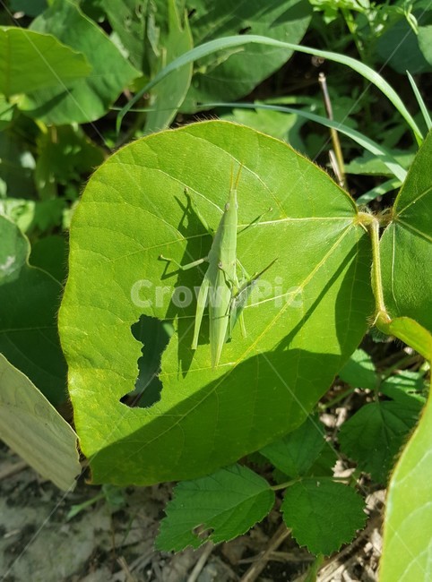 메뚜기,자연,나뭇잎,풀벌레,곤충,풀