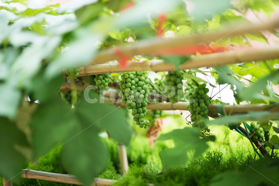 포도,포도나무,청포도,나무,열매,포도열매,청포도열매,식물,자연,plants,nature,과일,열매,fruit