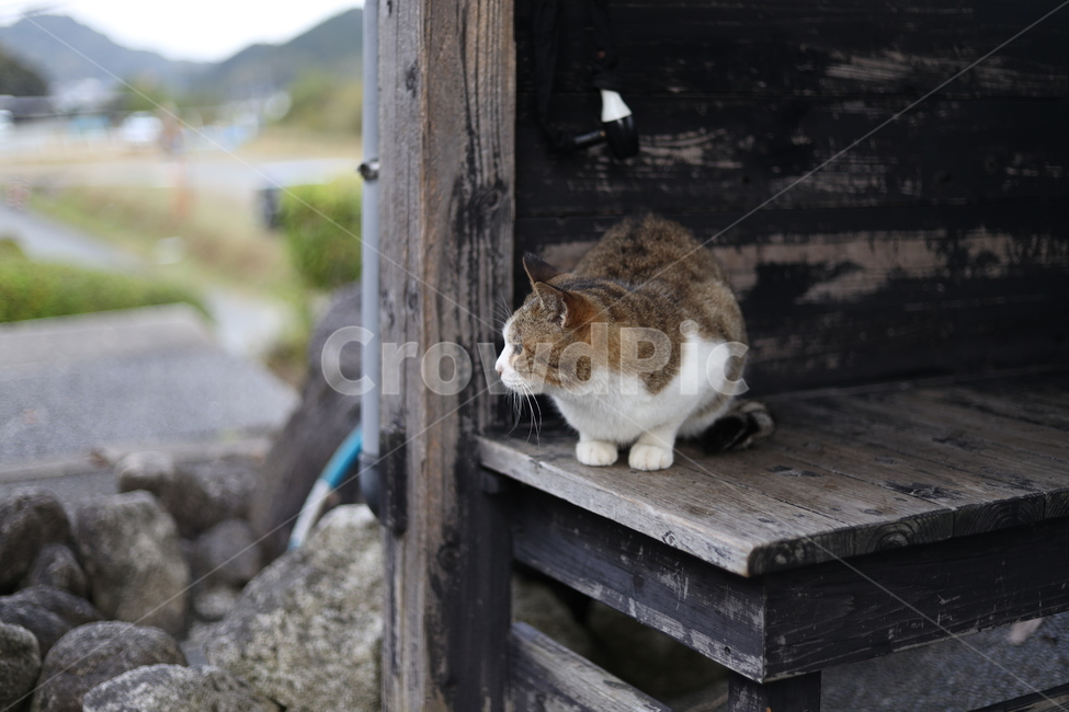 고양이,냥이,귀여움,온순한,나무의자,얌전한,동물,아기고양이,네코,영물,동물,animal,포유류,mammal,고양이,cat,kitten,kitty