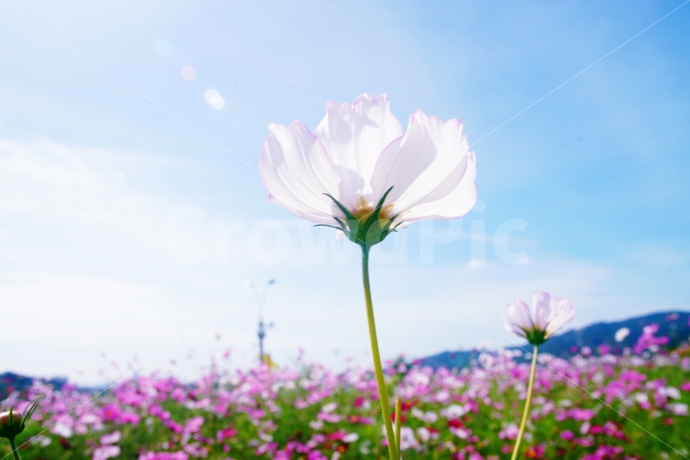 꽃밭,코스모스,가을,파란하늘,푸른하늘,역광,가을,계절,fall,autumn,season,식물,자연,plants,nature,꽃,flower,감성,sensible,feeling,plant,blossom,petal,꽃잎,geranium,제라늄