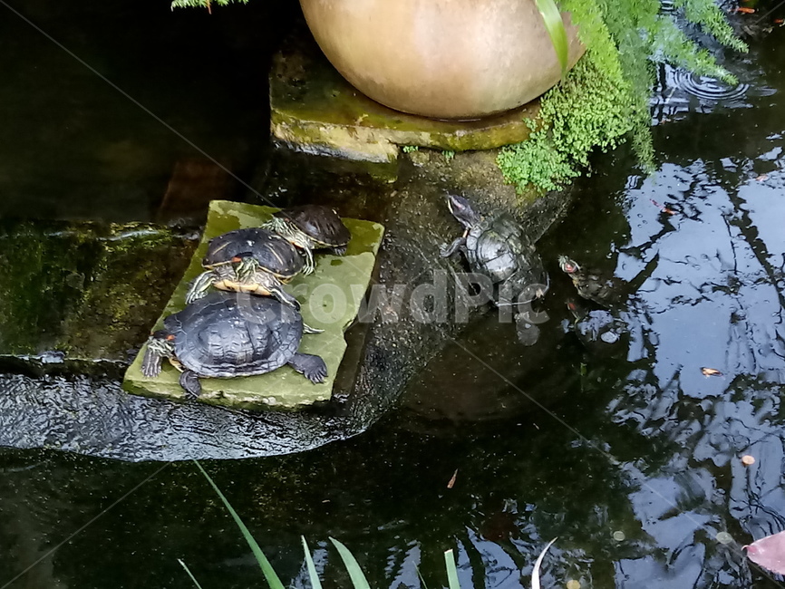 캐나다,거북이,정원,자라,canada,turtle,garden,zara