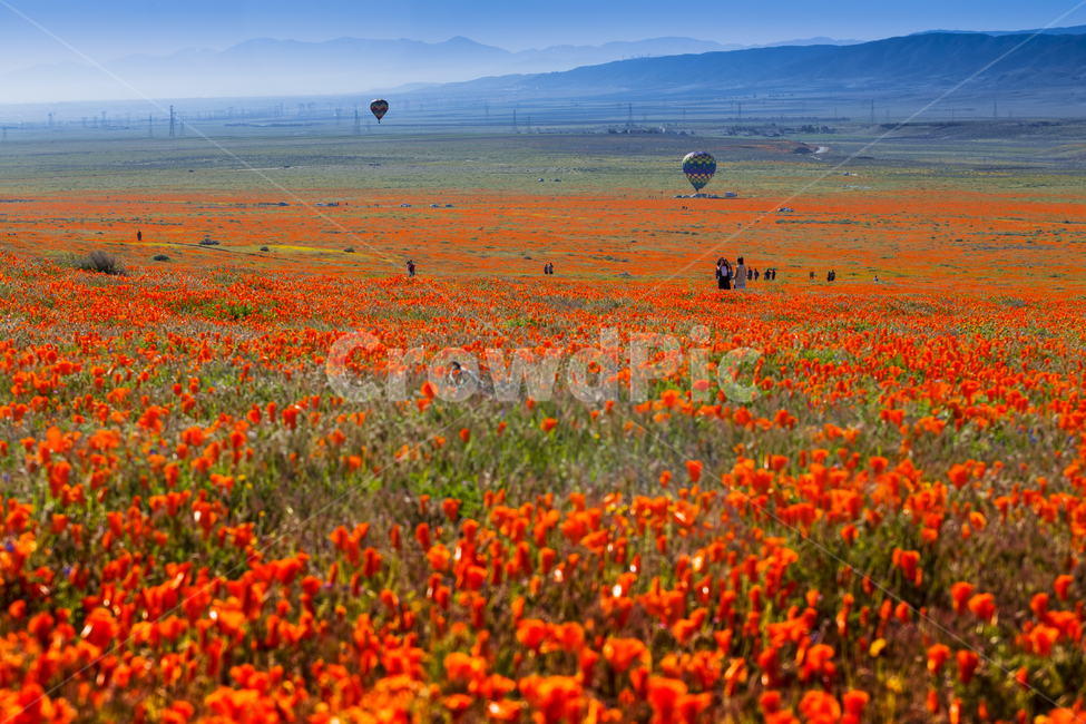 california,랭캐스터,antelopevalley,파피꽃,들,poppy,자연,풍경,nature,landscape