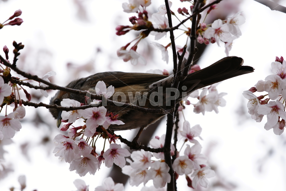 벚꽃,꽃,봄,만개,가지,꽃잎,꽃봉오리,봄,계절,spring,season,식물,자연,plants,nature,꽃,flower,동물,animal,조류,새,birds,plant,cherry blossom,blossom,bird