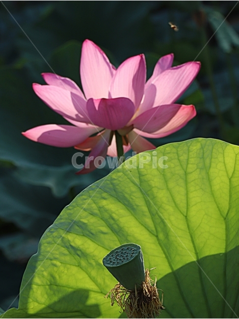 연꽃,벌,빛,꽃잎,여름,식물,자연,plants,nature,꽃,flower