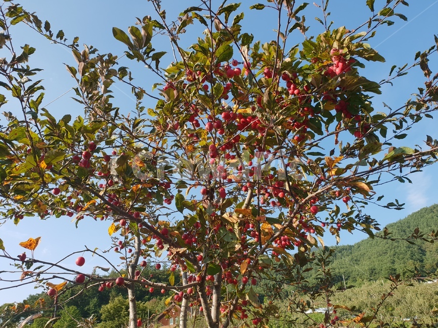 미니사과,사과나무,과일,과실수,자연