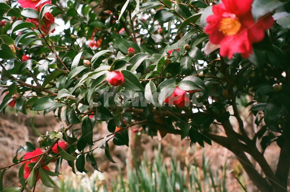 필름,film,analog,동백,flower,식물,자연,plants,nature,꽃,flower,감성,sensible,feeling