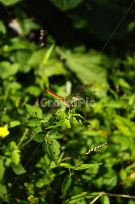 곤충,잠자리,초록,식물,자연,plant