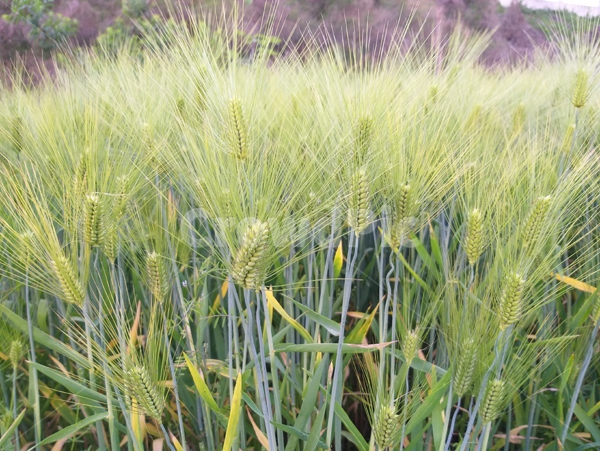 보리,보리밭,고향길,건강식,green,보리밭사잇길,field,nature,자연,들판,동심,봄,spring