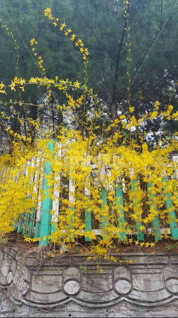 개나리,꽃,봄,풍경,자연,배경,감성