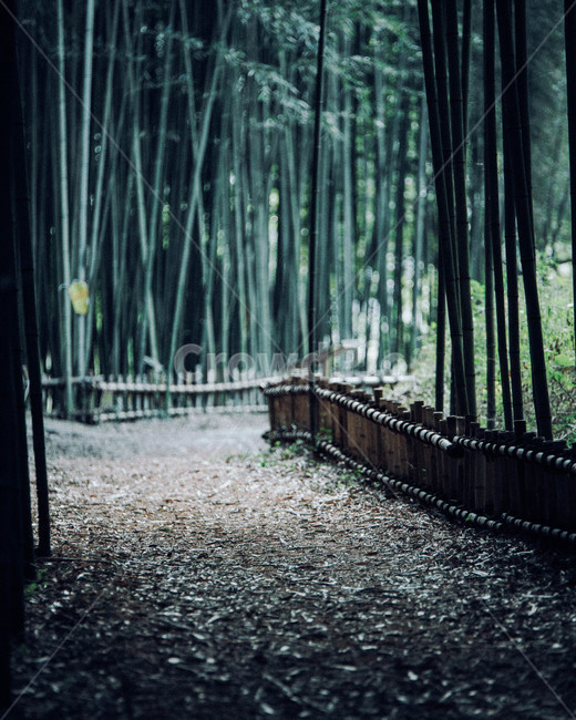 plant,식물,대나무,노을,길,가을,감성,나무,초록,자연,풍경,nature,landscape