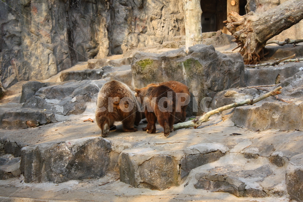 곰,동물,bear,animal,포유류,야생동물,동물,animal,포유류,mammal