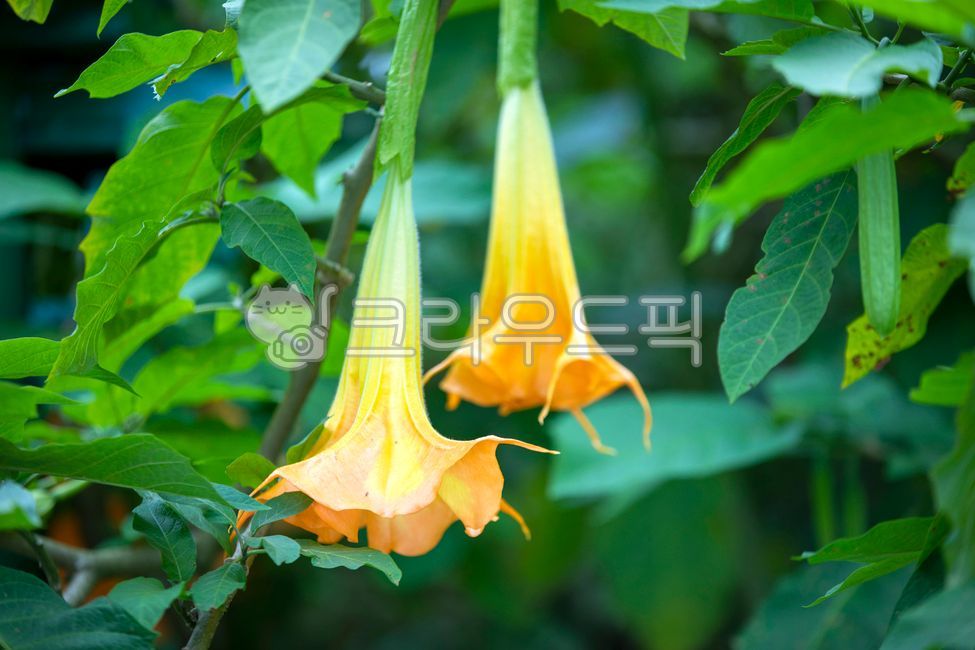 Flowers,plants,wild flowers,angel trumpet,angel's trumpet,flower buds,nature