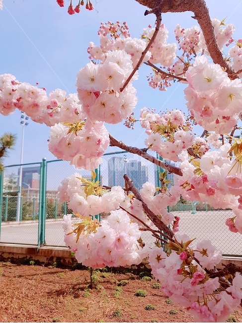 꽃,봄,식물,spring,flower