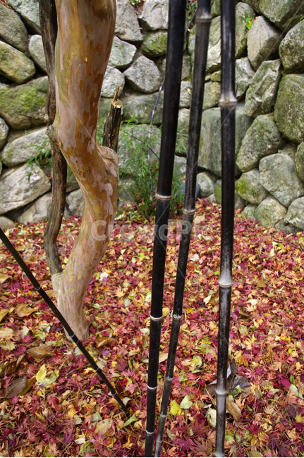 가을,fall,나무,식물,plant,단풍,잎,낙엽,오죽,대나무,가을,계절,fall,autumn,season,slate,슬레이트