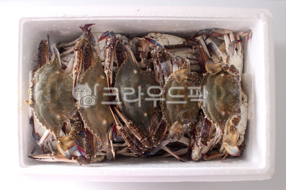 꽃게, 게, 숫꽃게, 갑각류, 해산물, 사진,이미지,일러스트,캘리그라피 - 돌프작가