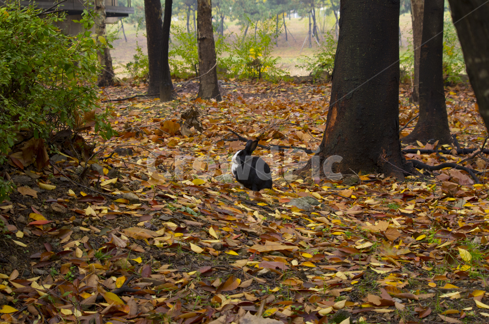 토끼,동물,산토끼,애완동물,낙엽,가을,season,fall,autumn,scene,view,feeling,emotion,nature,rabbit,landscape,animal,cute,fallenleave,leaf,leave,감성,풍경,고요,경관,자연,감정,계절,고독,외로움,솔로,풍경사진,감성사진,정취