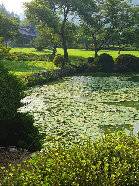 	운림산방,진도운림산방,정원,연못,자연,풍경,자연,풍경,nature,landscape,한국자연풍경,한국자연경관,korea nature landscape,outdoors,옥외,water,물