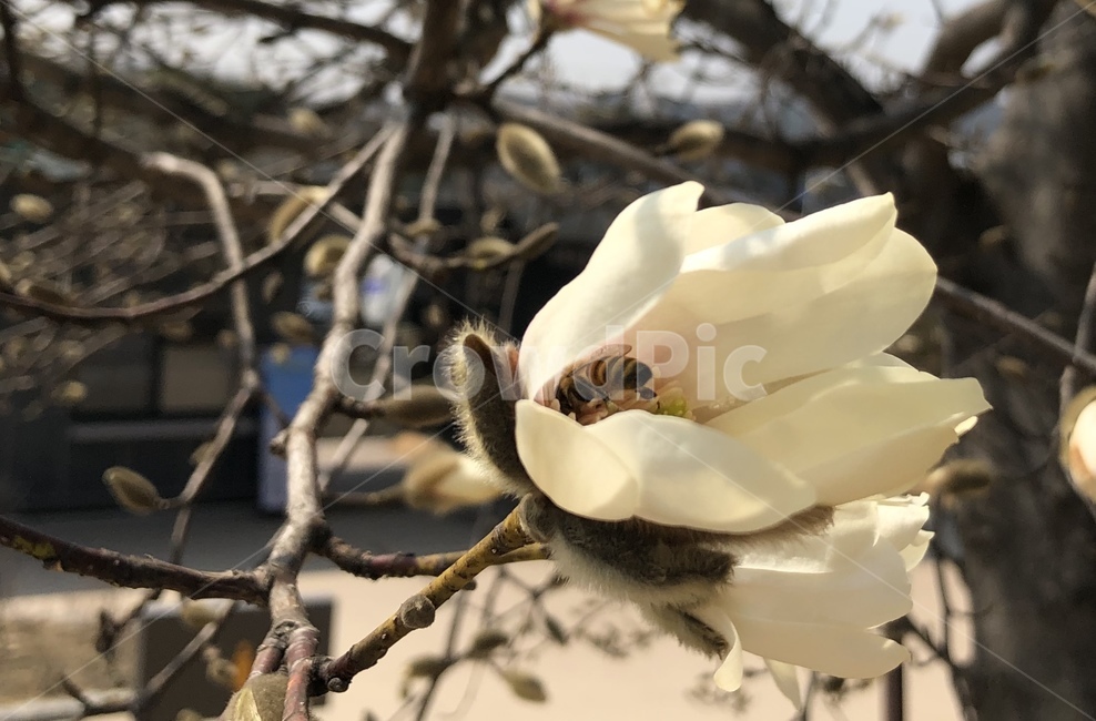봄,철쭉,산책,꽃,산길