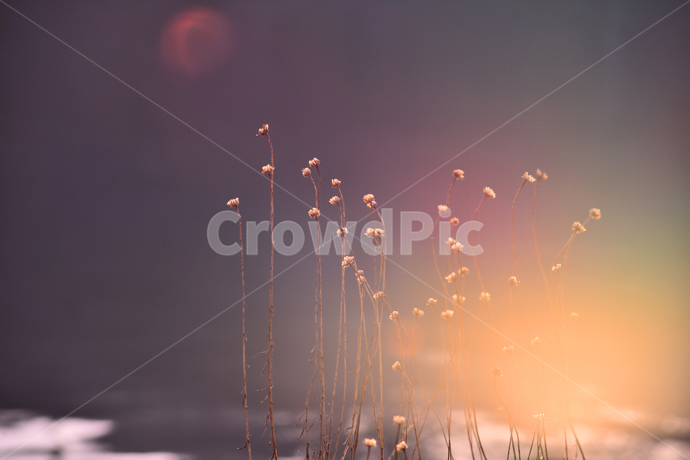 감성사진,노을,석양,해질녘,보케,빛망울,플레어,들풀,마른풀,flare,light,빛,물가,물,수면,반사,water,background,백그라운드,바탕,배경,느낌,필링,분위기,feeling,sensible,emotional,sunset,몽롱한,몽환적,식물,자연,plants,nature,감성,sensible,feeling