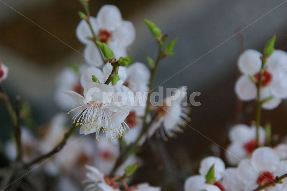 식물,plant,flower,blossom,꽃,매화,매화꽃,봄꽃