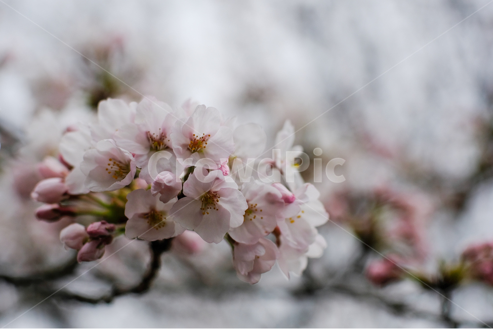 봄,벚꽃,나무,한국,핑크,분홍,korea,감성사진,봄,계절,spring,season,식물,자연,plants,nature,꽃,flower,감성,sensible,feeling,plant,blossom