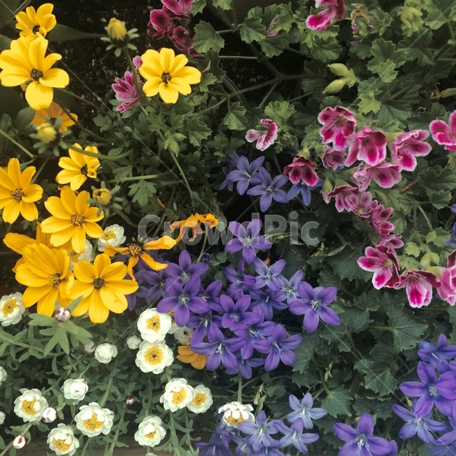 꽃,자연,식물,nature,flower