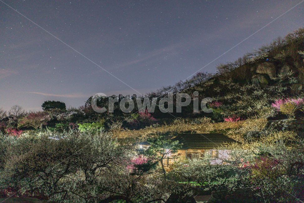 매화,홍매화,꽃,밤,야경,별,구름,자연,초가집,조명,korea,한국,자연,풍경,nature,landscape,한국자연풍경,한국자연경관,korea nature landscape,outdoors,옥외
