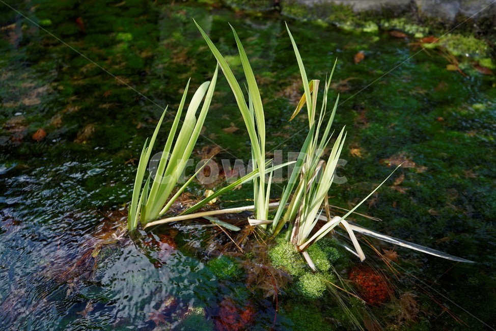 수초,공원,연못,호수,녹색,물,옥외,outdoors,nature,자연,자연,풍경,nature,landscape