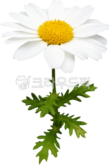 argyranthemumfrutescens,margueritedaisy,marguerite,chamomile,flower,thirsty margaret,petal,White,Chrysanthemum,white,chrysanthemum,parisdaisy,daisy