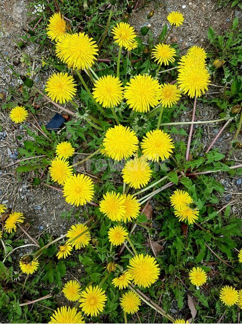 plant,식물,blossom,꽃,flower,민들레,봄,식물,자연,plants,nature,꽃,flower