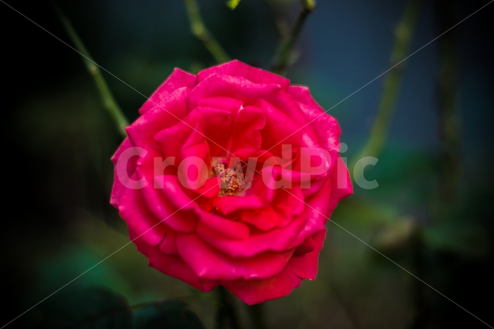 꽃,장미,가을꽃,가을,야생화,식물,식물,자연,plants,nature,꽃,flower