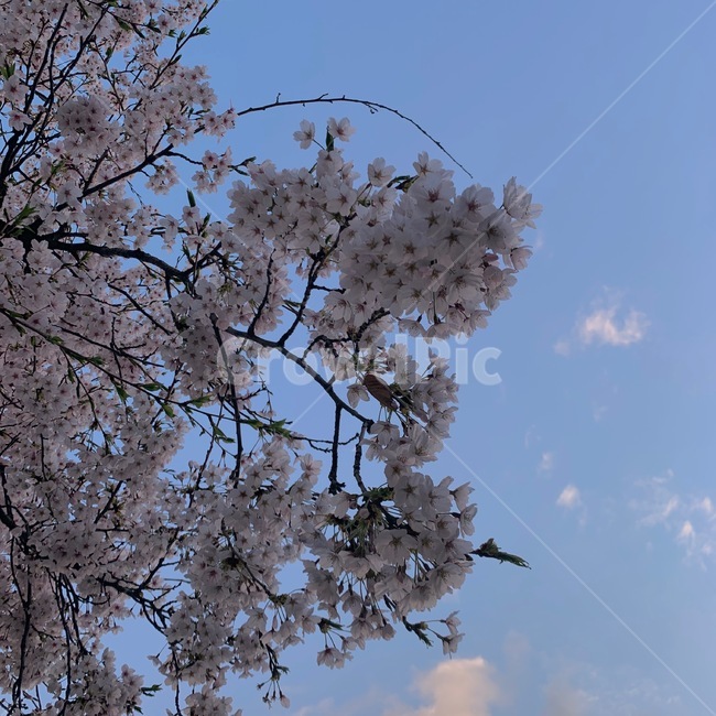 벚꽃,나무,봄,하늘,꽃,봄,계절,spring,season,plant,식물,blossom,flower,cherry blossom